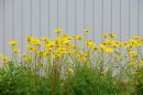 Yellow_Flowers_and_Wall_adj_ARC_1451_web1000.jpg