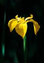 Yellow_Isis_copy.jpg