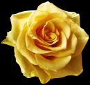Yellow_Rose1.jpg