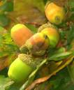 acorns1.jpg