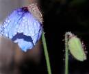 after_the_rain_blue_poppy.jpg