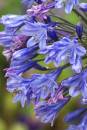 agapanthus.jpg
