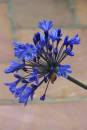 agapanthus2.jpg