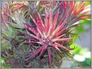 air_plant.jpg