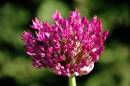 alium.jpg
