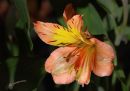 alstroemerias.jpg