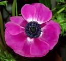 anenome.jpg