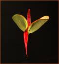 anthurium2S.jpg