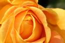 apricot_rose.jpg