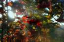 autumn_berries.jpg