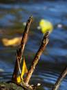 autumn_colour_1.jpg