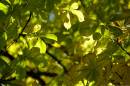backlit_horse_chestnut_leaves_in_autumn.jpg