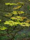 badby_wood_22042007-082.jpg