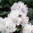 bee7.jpg