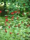 bee_balm.jpg