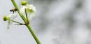 bee_on_wet_stalk_.jpg