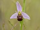 bee_orchid_jun_19_2016.jpg