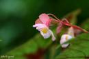 begonia01.jpg