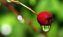 berry1.jpg