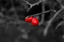 berry_colour_popped_Medium_.jpg