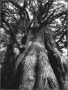 bigtree2Jsm.jpg