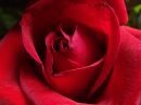 birthday_rose_R1.jpg
