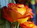 birthday_rose_r.jpg