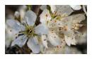 blackthorn_blossom_07-04-05.jpg
