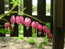 bleeding_heart.jpg