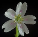 blossom_scaled.jpg