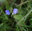 blue-flower.jpg
