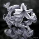 bluebell_2_tinted_with_watermark_Medium_.jpg