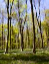 bluebell_wood1.jpg