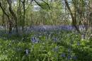 bluebells-may-5-2006-1.jpg