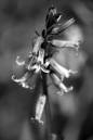 bluebells1.jpg