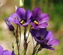 bluebells_ncen_TX_21Jun2006_JAG.jpg