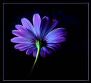 border_purple_flower_copy.jpg
