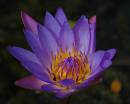 botanical-water-lilly-purpl.jpg