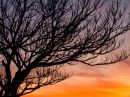 branches_silhouette_r.jpg