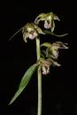 broad-leaved-helleborine-ju.jpg