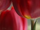 c_tulips_r.jpg
