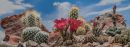 cactus-pan2-.jpg
