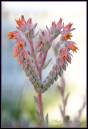cactus_heart_flower.jpg