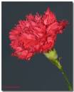 carnation.jpg