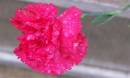 carnation1.jpg