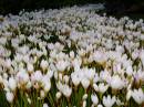 /gallery/data/505/thumbs/carpet_of_fresias_a.jpg