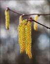 catkins1.jpg