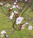 cherry.jpg
