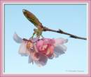 cherryblos130406-007.jpg