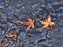 chinese_gardens_sydney_leaves.jpg
